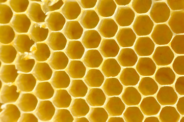 Honeycomb from a bee hive filled. Background texture of honeycomb