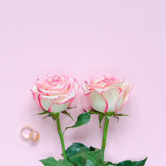 Two pink blooming fresh rose flower with wedding rings on pink background