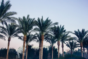 Fototapeta na wymiar beautiful green palm trees at sunset at resort in Egypt