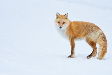 冬のキタキツネ