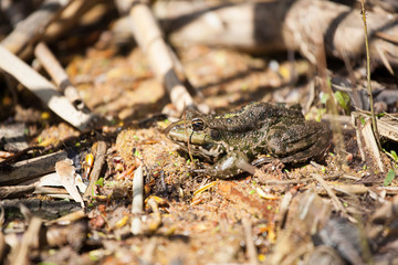  The lake frog (Pelophylax ridibundus)
