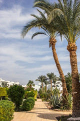 Fototapeta na wymiar beautiful palm trees and green bushes at luxury resort in Egypt