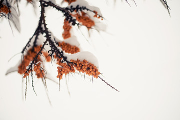 Of sea buckthorn berries on a branch under a snow hat. Winter food for birds