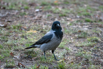 gray crow (Corvus cornix) closeup