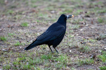 Fototapeta premium crow holds a beak in his beak