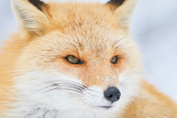 冬のキタキツネ