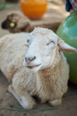 Sheep, cream, face look happy.