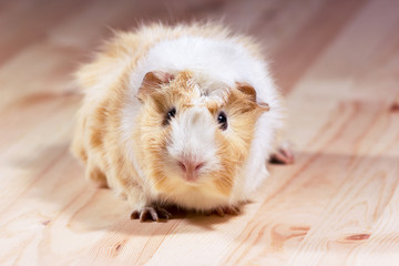 Cute guinea pig