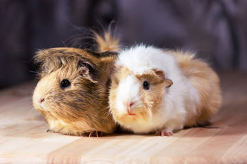 Cute guinea pigs