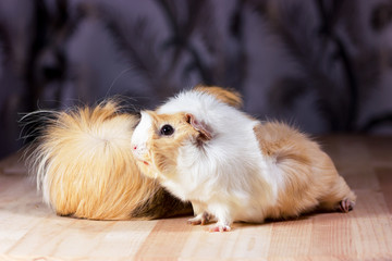 Fototapeta na wymiar Cute guinea pigs