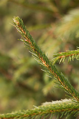 Green spruce needles on a twig, natural and spring background.