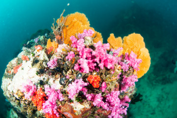 Fototapeta na wymiar Wonderful and beautiful underwater world with coral reef landscape background in the deep blue ocean with colorful fish and marine life