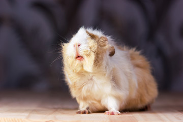 Cute guinea pig