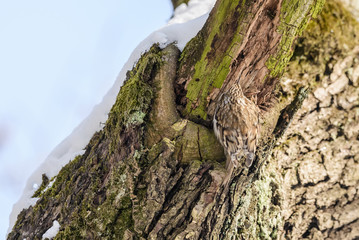 Eurasian treecreeper