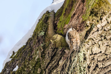 Eurasian treecreeper