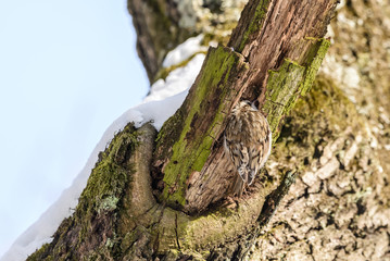 Eurasian treecreeper