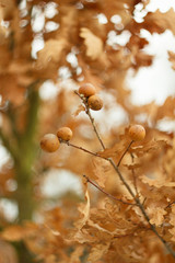 Oak apple also apple or apple trough, leaf chafer (Cynips quercusfolii)