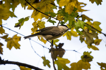 Obraz premium Marsh tit eating (Poecile palustris)
