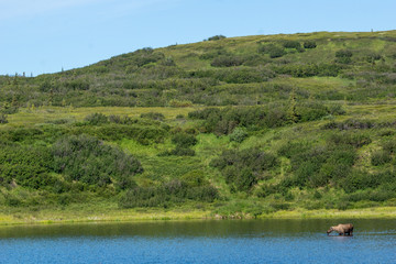 moose feeding in pond, Denali National Park, Alaska