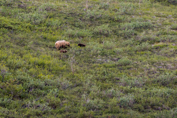 Grizzly bear in Denali National Park, Alaska