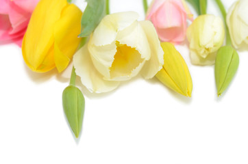 Obraz premium チューリップの背景