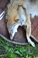 Wolf skin and  shield, medieval style