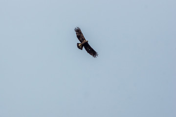 Golden eagle flying in Denali National Park, Alaska