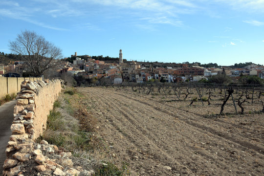 Campo de viñedos en invierno en el pueblo de Vila-rodona (Tarragona)