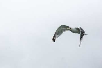 flying seagull in Lake Clark National Park, Alaska
