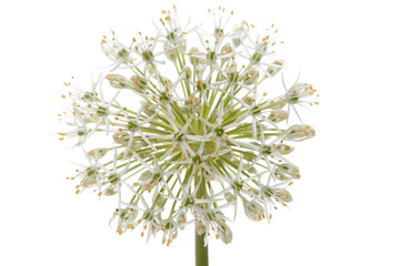 Flower decorative bow isolated on white background.
