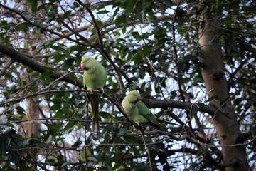 Green parrots in Hyde Park, London, Great Britain