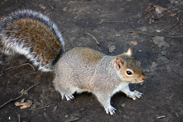 Curious squirrel of Hyde Park, London, Great Britain