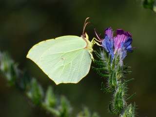 Mariposa en el embalse de Ulldecona,situado la Puebla de Benifasar (Castellón,España) ​ en las montañas de la Tenencia de Benifasar y los Puertos de Tortosa-Beceite