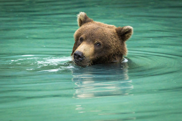 Obraz premium Portrait of a Grizzly bear swimming in turquoise water in Lake Clark National Park, Alaska