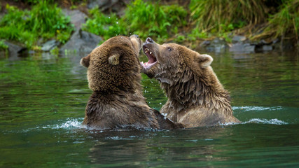 Fototapeta premium two subadult grizzly bears fighting in the water, Lake Clark National Park, Alaska