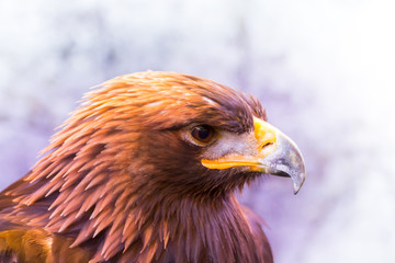 golden eagle in white background