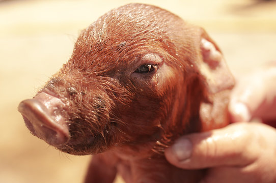 Little Red Dirty Wet Piggy Duroc