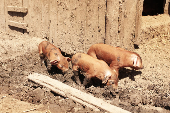 Little red dirty piggys duroc