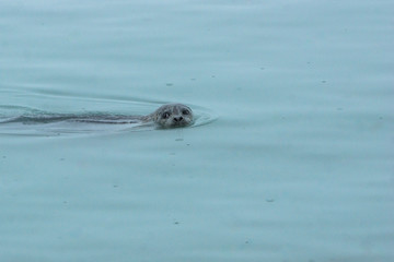 Harbor seal swimming near Valdez, Alaska