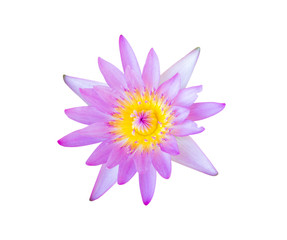 Flower purple lotus isolated on white background with clipping path.