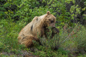 old Grizzly bear feeding on berries, Kluane Nationalpark, Yukon, Kanada