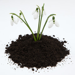 Bunch of snowdrops on a ground with drops of dew, studio shot, close-up. White background
