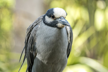 yellow-crowned night heron percher in Florida