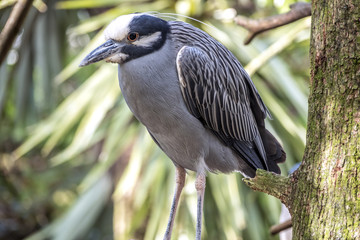 yellow-crowned night heron percher in Florida