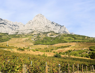 vineyard near Baska Voda with Biokovo mountains in the background, Croatia