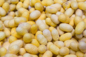 yellow silk worm cocoons background and texture