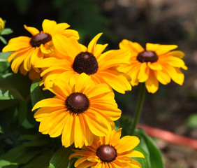 Black Eyed Susan Sunflower Flowers in Bloom