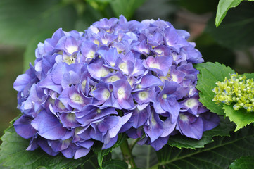 Purple and White Hydrangea Flowers in Bloom
