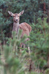 Red deer hind between pines in forest.