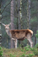 Red deer hind in forest with birch trees.